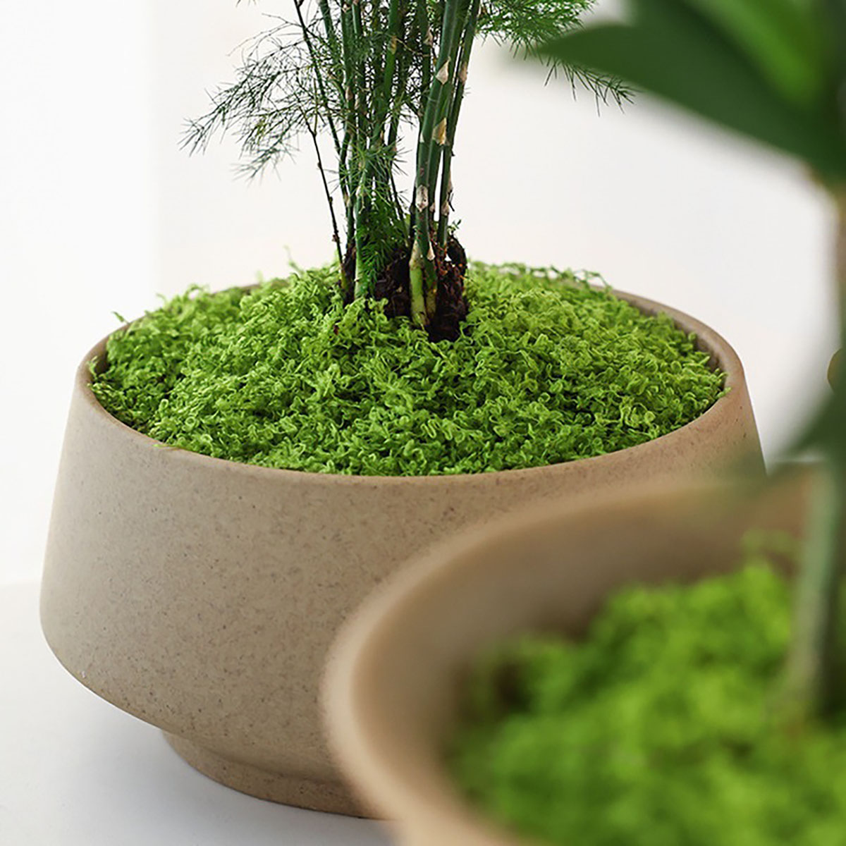 約 20 グラム人工緑植物ポリエステルモス草ホームリビングル - Home Decor Handicraft のレビューと価格
